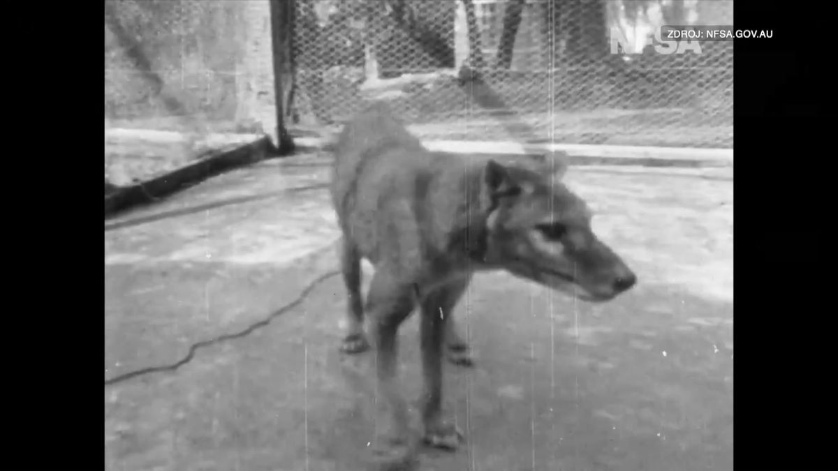 Tohle byl poslední tasmánský tygr. 85 let staré video veřejnost dosud neviděla